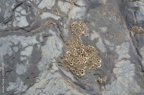 Slate Sea Lichen