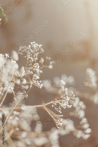 Abstract texture of a dried flowering branch, with a shallow depth of field, a delicate texture