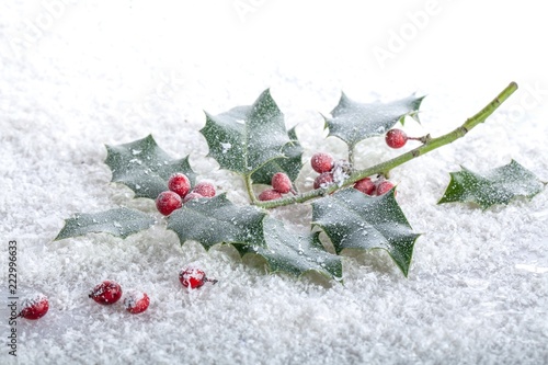 Christmas Holly in Snow
