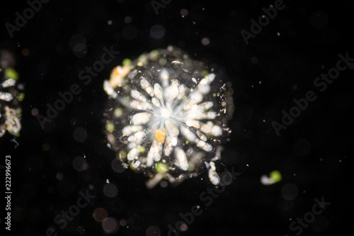 Foto Rotifer under the microscope.