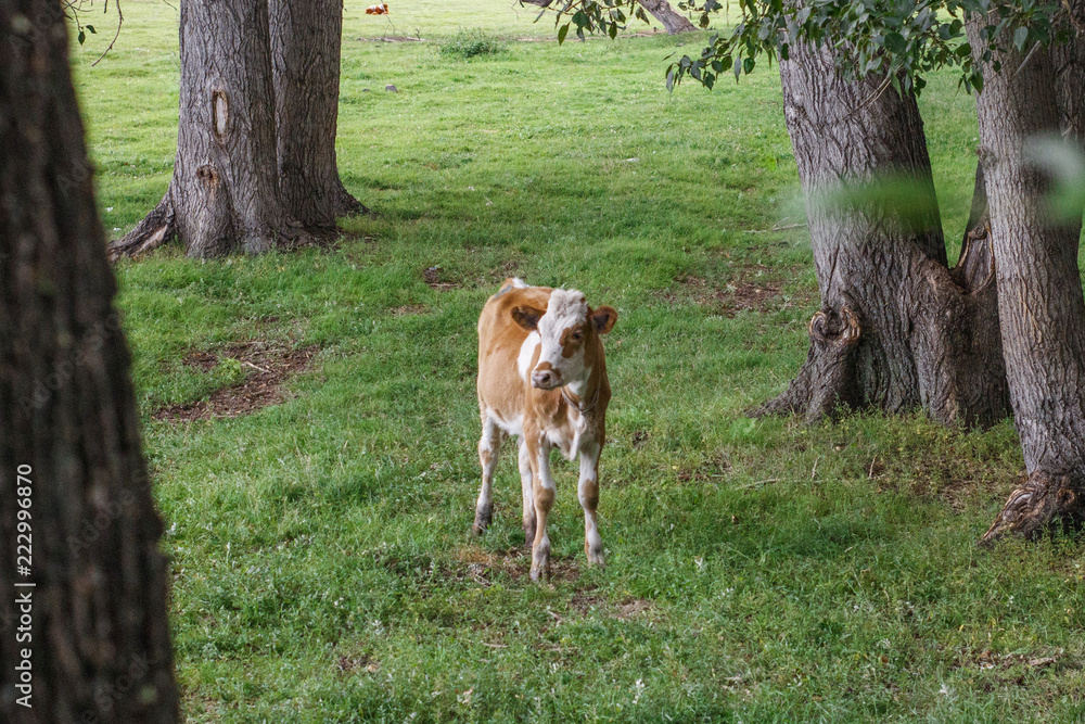 Fototapeta A young calf is lost in the woods