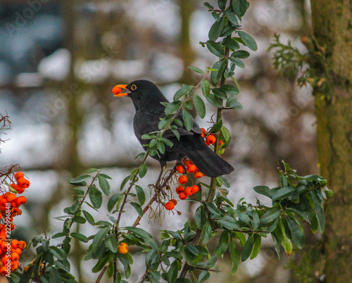 blackbird bird and Red pyracantha berries photo