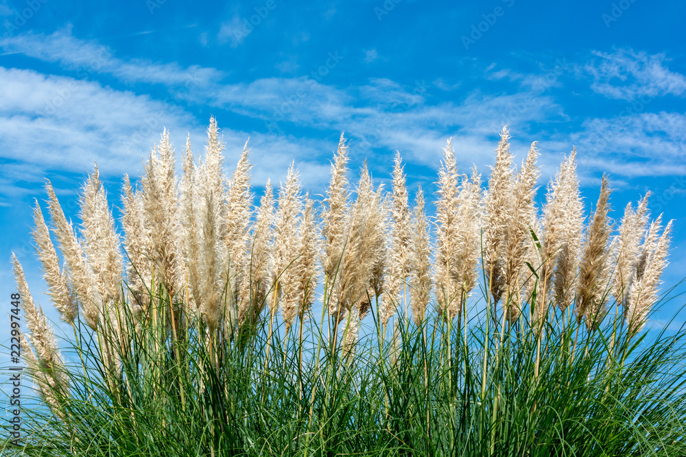 68 件の最適な 西洋ススキ 画像 ストック写真 ベクター Adobe Stock