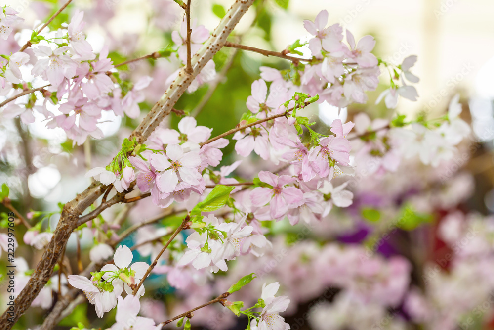 Beautiful cherry blossom sakura in spring. selective focus. Beautiful cherry blossom sakura in spring. selective focus.
