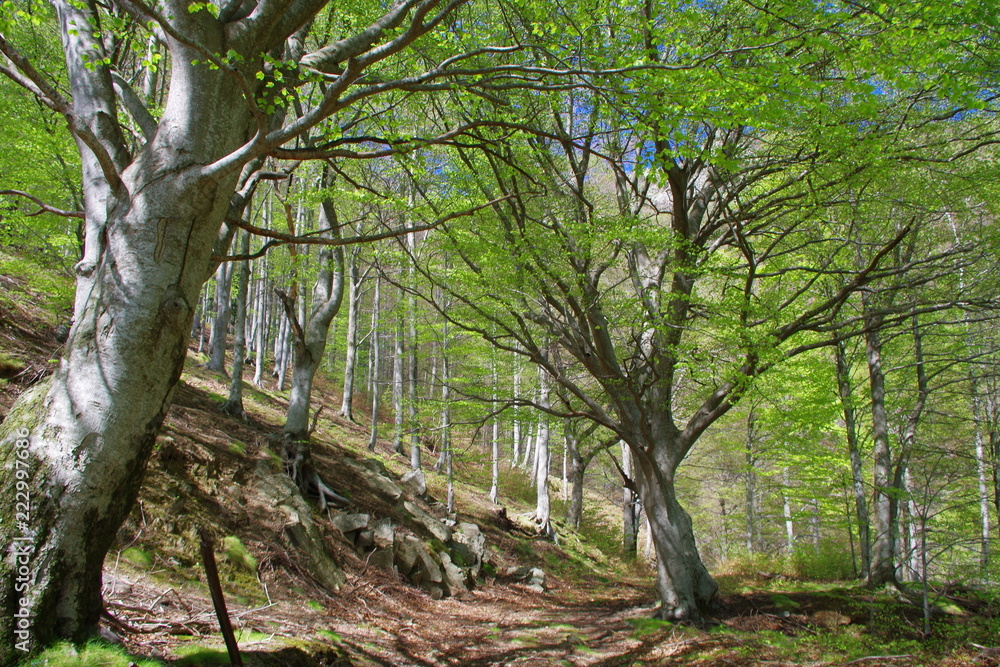 Fototapeta premium Sous bois et forêt de hétres de montagne avec ciel bleu