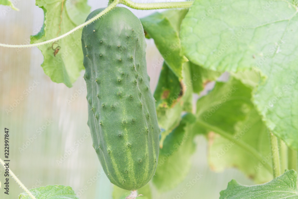 Cucumbers hanging on a branch ripen in the greenhouse Cucumbers hanging on a branch ripen in the greenhouse