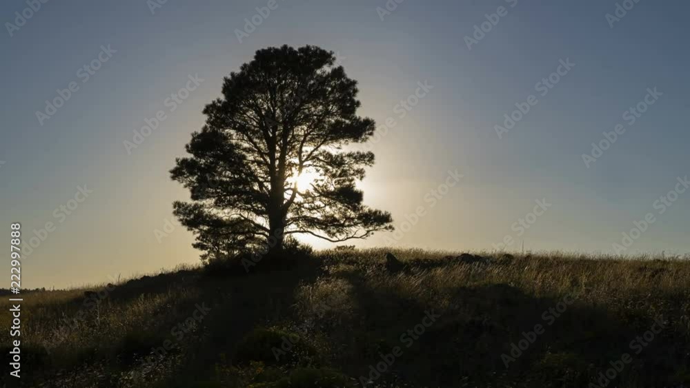 Time lapse of the sun setting behind a lone tree Time lapse of the sun setting behind a lone tree