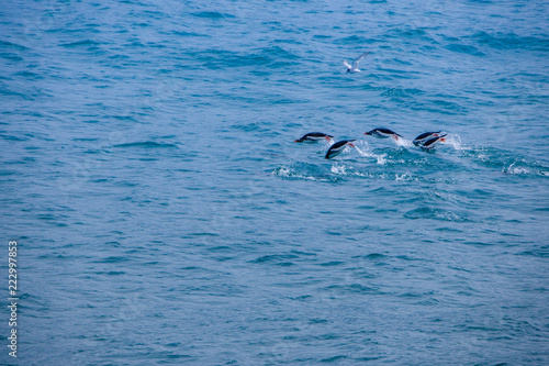 Cute Penguins Seals Sea Lions Elephant