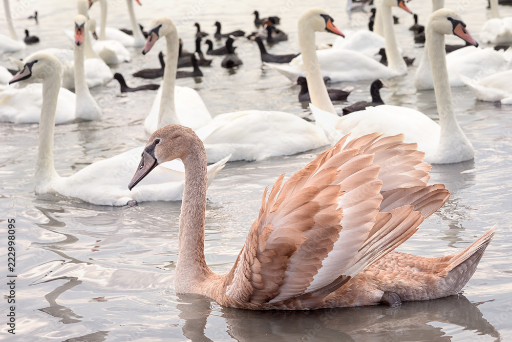Fototapeta premium group of white and broun young swans on the lake