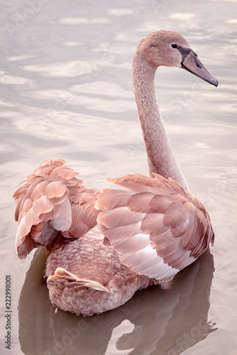 one young swan with broun feathers, ckise up portrait from back, vertival photo