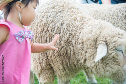 羊と戯れる子供 photo