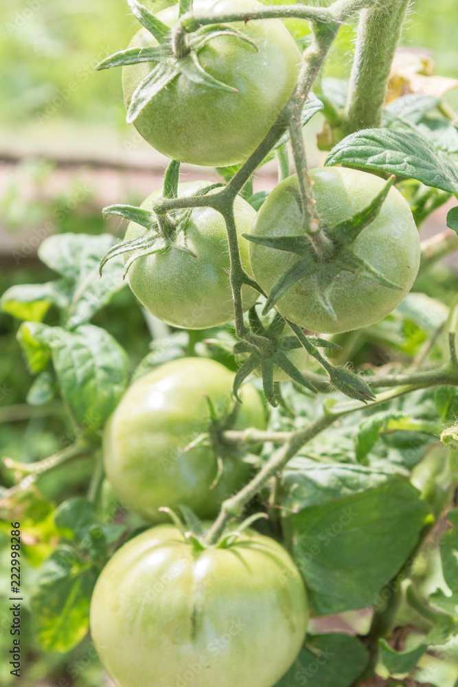 Green tomatoes hang on a branch ripen in the greenhouse