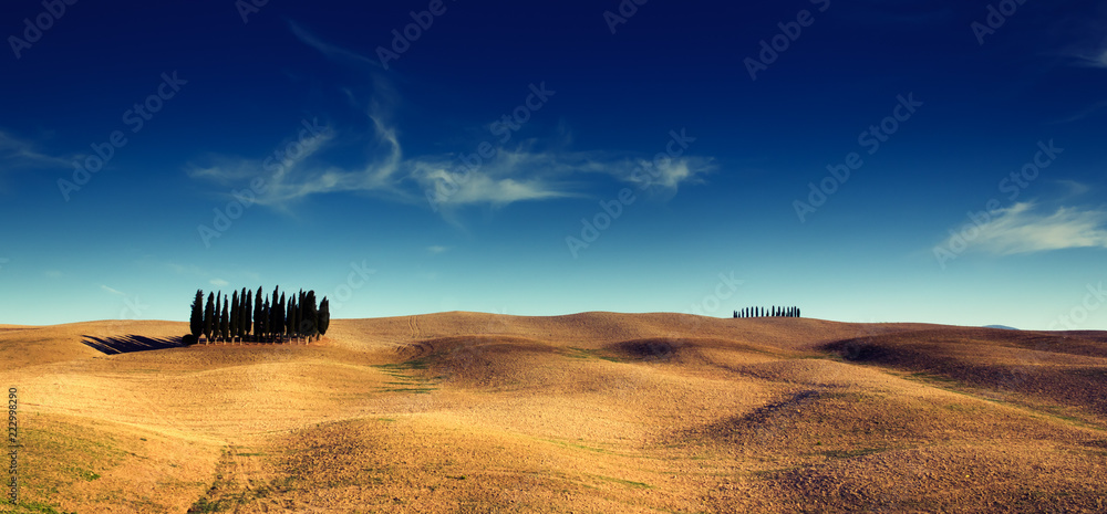 Obraz premium Group of pine trees on hills in Tuscany, Italy