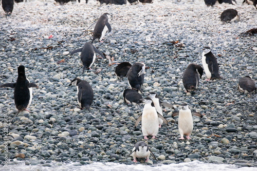 Cute Penguins Seals Sea Lions Elephant
