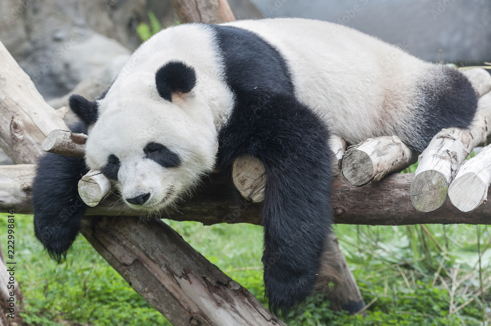 Fototapeta premium A sleeping giant panda bear