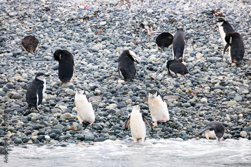 Cute Penguins Seals Sea Lions Elephant