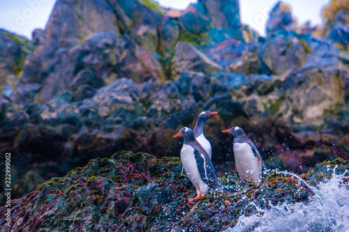 Cute Penguins Seals Sea Lions Elephant