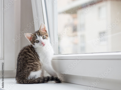 kitten sits near the window and looks at the camera