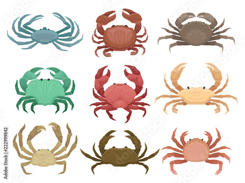 Flat vector set of colorful crabs. Marine animals with claws. Elements for restaurant menu, advertising poster or mobile game © Happypictures