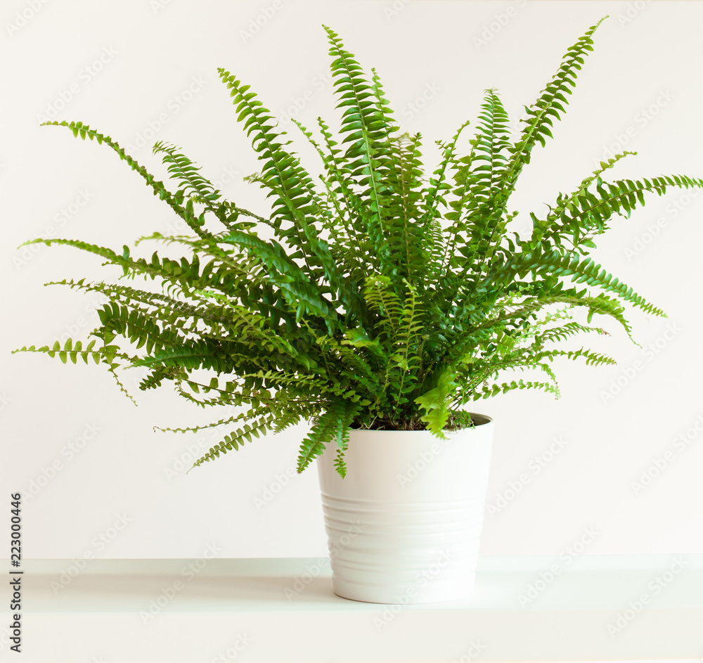 houseplant Nephrolepis in white flowerpot houseplant Nephrolepis in white flowerpot