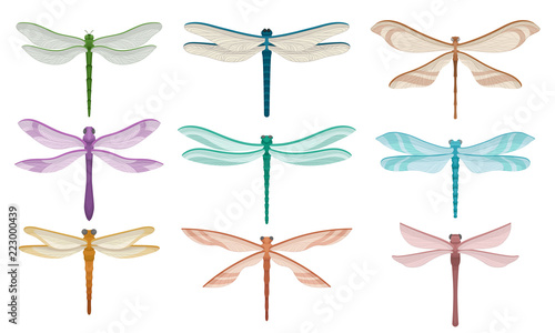Flat vector set of beautiful dragonflies. Small flying insects with fragile wings
