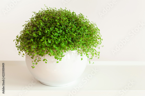 houseplant Soleirolia soleirolii in white flowerpot photo