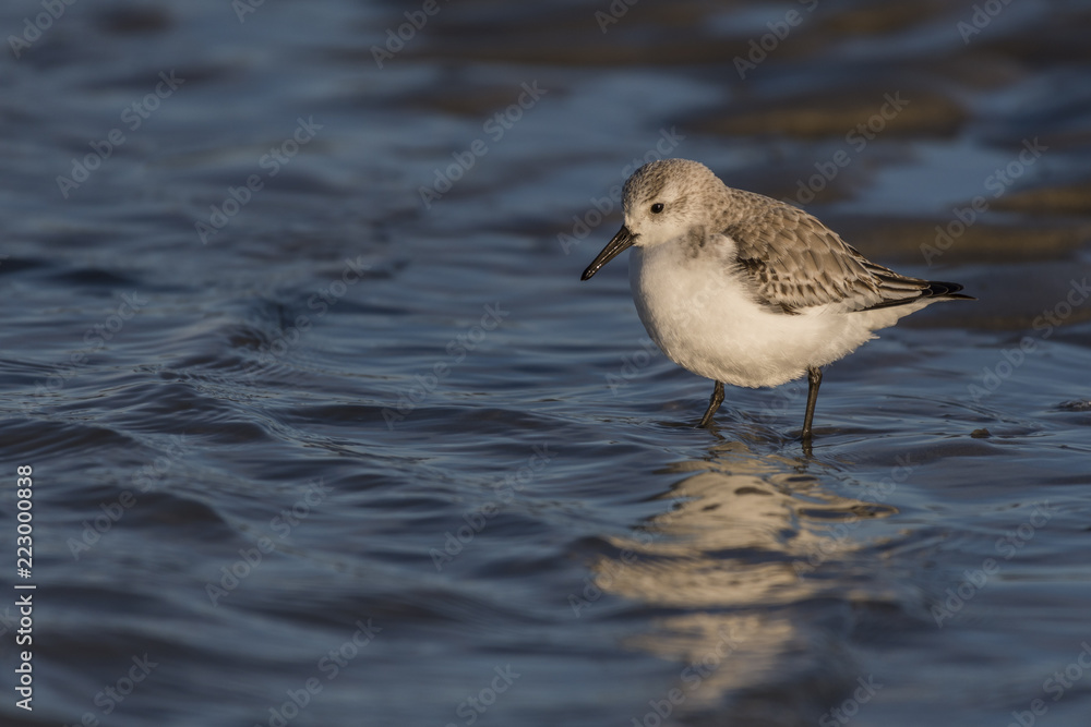 Bécasseaux Sanderling (Calidris alba - Sanderling) sur la plage du hourdel en Baie de Somme. Bécasseaux Sanderling (Calidris alba - Sanderling) sur la plage du hourdel en Baie de Somme.