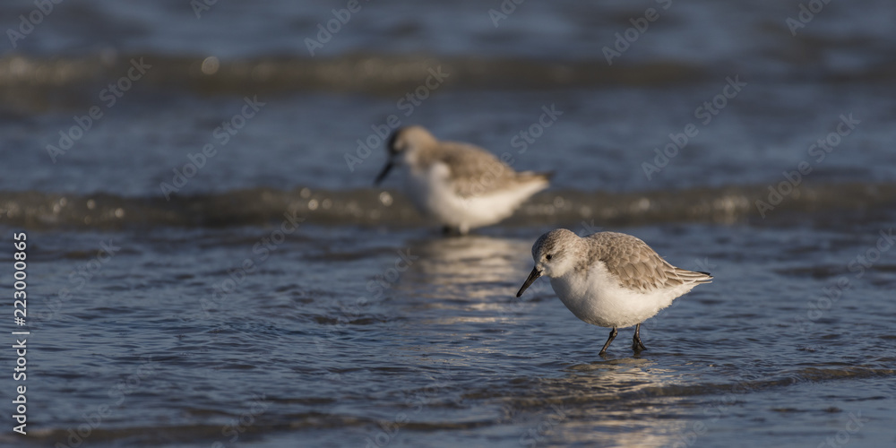 Bécasseaux Sanderling (Calidris alba - Sanderling) sur la plage du hourdel en Baie de Somme. Bécasseaux Sanderling (Calidris alba - Sanderling) sur la plage du hourdel en Baie de Somme.