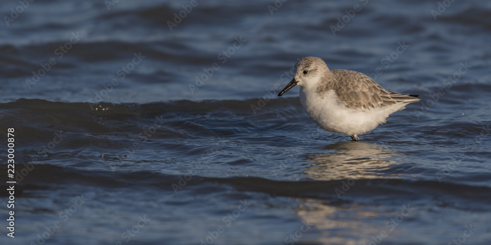 Bécasseaux Sanderling (Calidris alba - Sanderling) sur la plage du hourdel en Baie de Somme. Bécasseaux Sanderling (Calidris alba - Sanderling) sur la plage du hourdel en Baie de Somme.