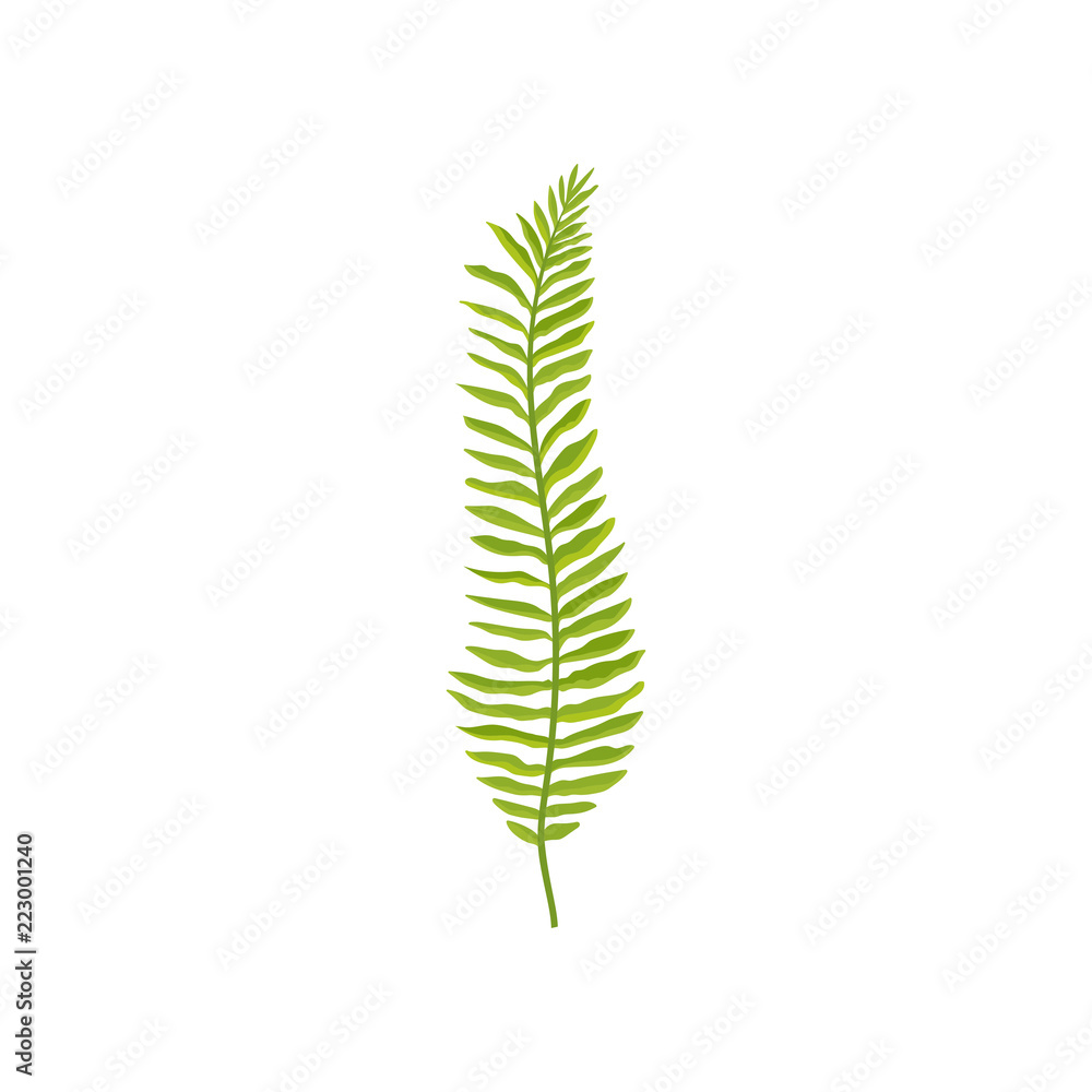 Fern branch with bright green leaves. Wild forest plant. Natural element. Flat vector for botanical book, fabric or poster Fern branch with bright green leaves. Wild forest plant. Natural element. Flat vector for botanical book, fabric or poster
