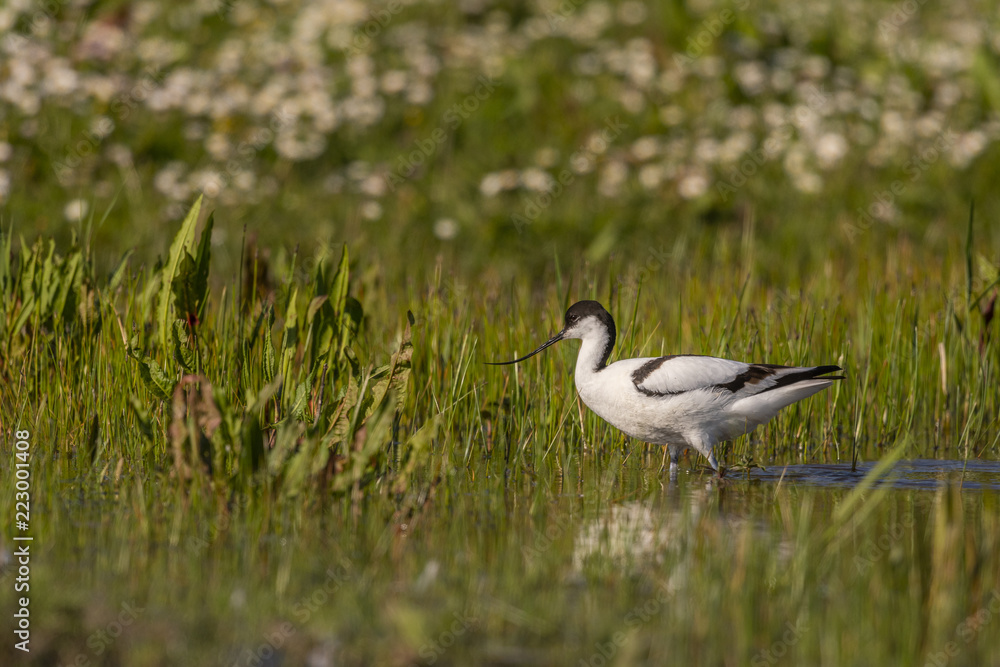 Fototapeta premium Avocette élégante - Recurvirostra avosetta - Pied Avocet