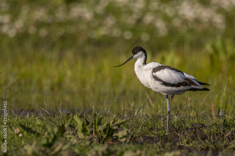 Avocette élégante - Recurvirostra avosetta - Pied Avocet Avocette élégante - Recurvirostra avosetta - Pied Avocet