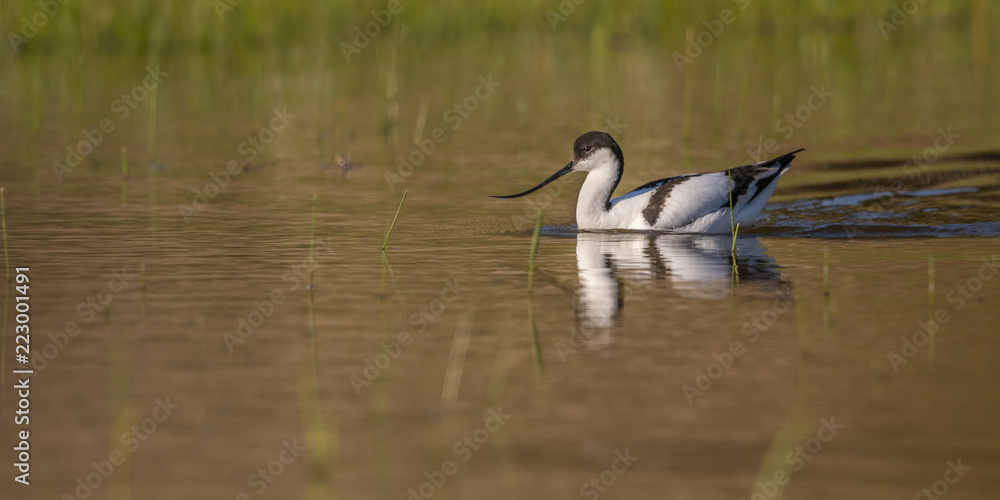 Avocette élégante - Recurvirostra avosetta - Pied Avocet Avocette élégante - Recurvirostra avosetta - Pied Avocet