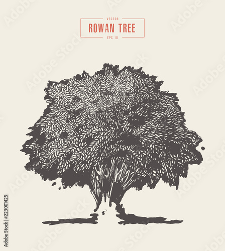 High detail vintage rowan tree, hand drawn, vector