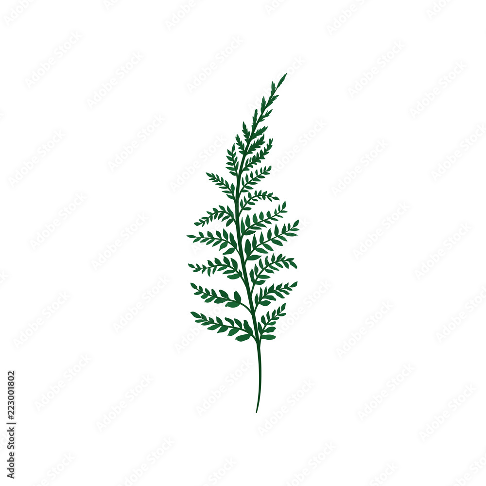 Fototapeta premium Green fern twig with small leaves. Natural element. Forest plant. Nature and botany theme. Flat vector icon