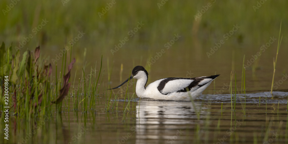 Avocette élégante - Recurvirostra avosetta - Pied Avocet Avocette élégante - Recurvirostra avosetta - Pied Avocet