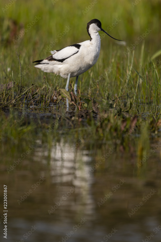 Avocette élégante - Recurvirostra avosetta - Pied Avocet Avocette élégante - Recurvirostra avosetta - Pied Avocet