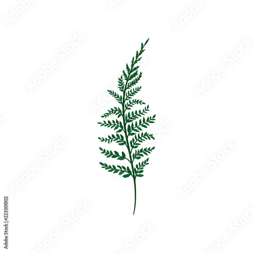 Green fern twig with small leaves. Natural element. Forest plant. Nature and botany theme. Flat vector icon