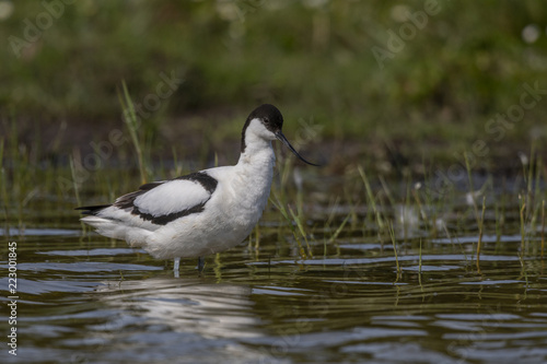 Avocette   l  gante - Recurvirostra avosetta - Pied Avocet