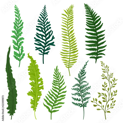 Flat vector set of different types of fern. Twigs with bright green leaves. Natural elements. Wild forest plant