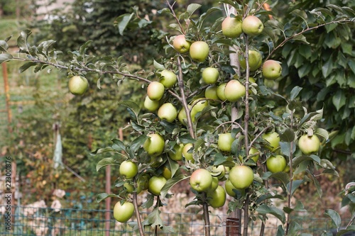 mele del trentino