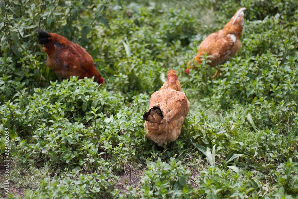 Fototapeta premium galline al pascolo
