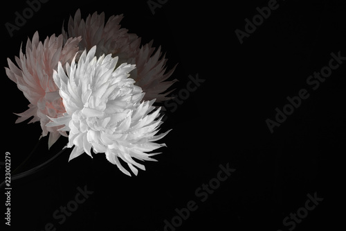 silk flower on black background with negative space for copy