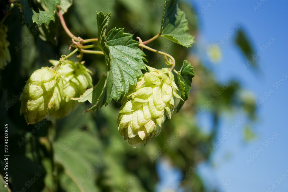 image of hops in the garden image of hops in the garden