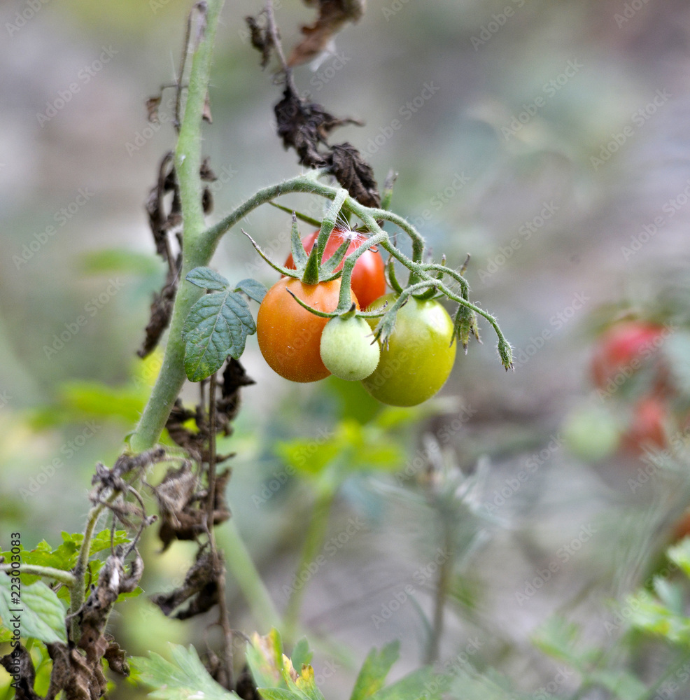 organic tomatoes gowing in a garden image