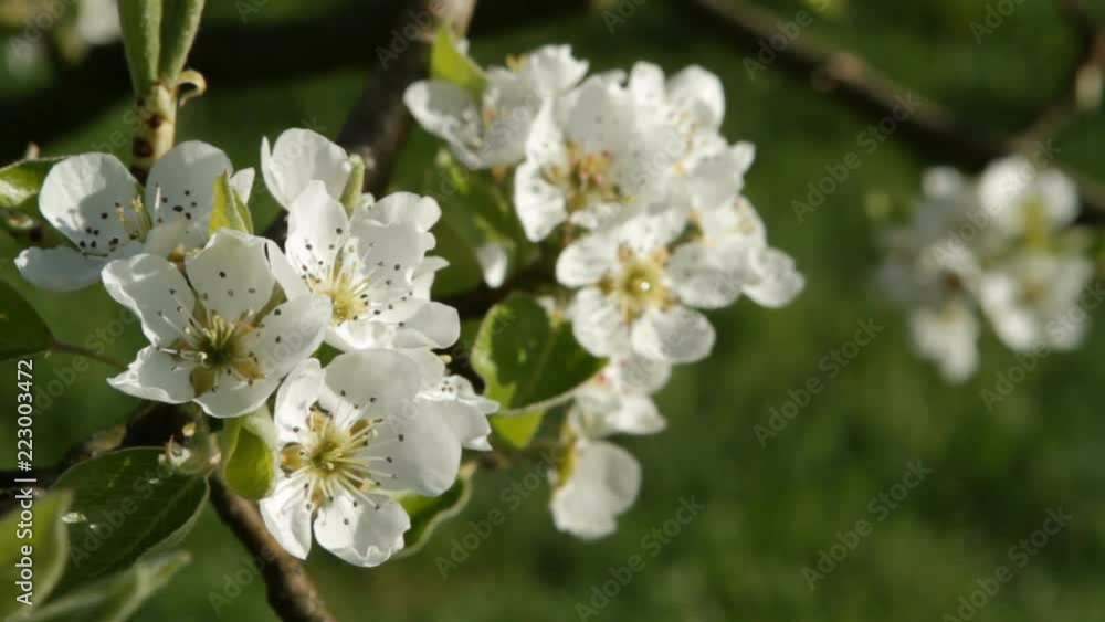 Close up of a branch cherry blossom, swaying gently in the wind. Very narrow depth of field, bluring the blooming trees in the background. Close up of a branch cherry blossom, swaying gently in the wind. Very narrow depth of field, bluring the blooming trees in the background.