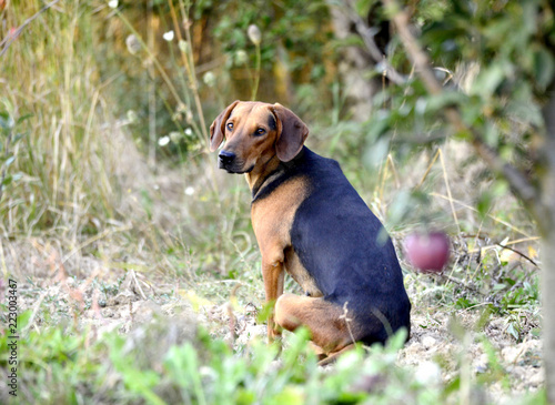 image of a stray dog in nature