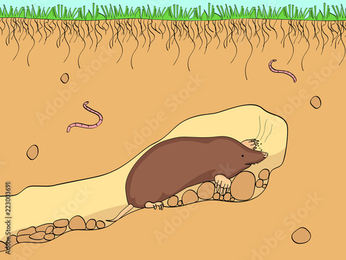 Vector cut section of land with blue sky, grass, underground soil with dirt, mud, stone and gophers in hole