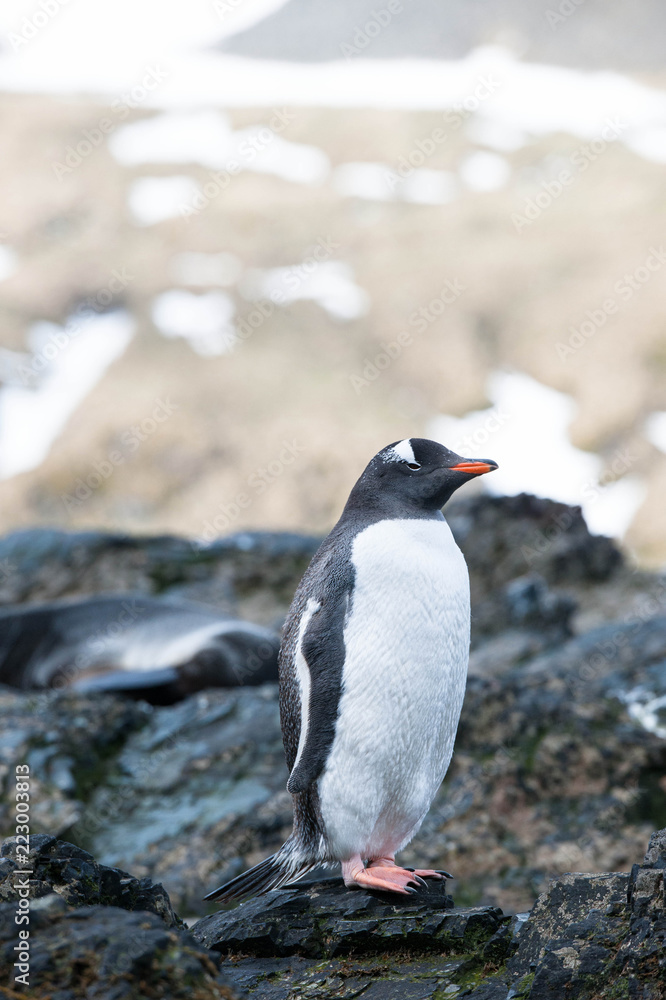 Obraz premium Cute Penguins Seals Sea Lions Elephant