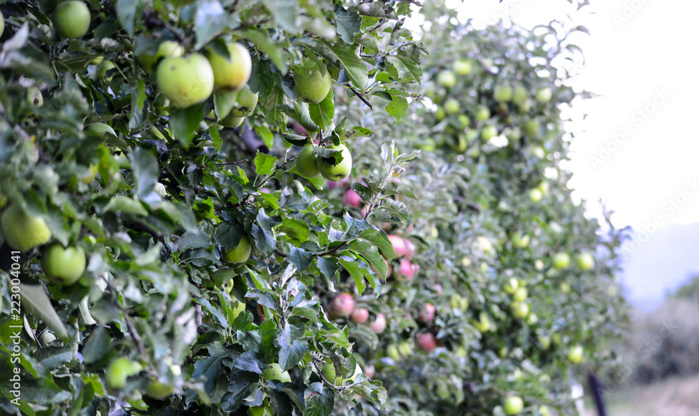 ripe apples ready for harvesting, image of ripe apples ready for harvesting, image of